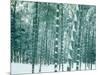Bamboo Forest in Snow, Nishiyama, Kyoto, Japan-null-Mounted Photographic Print