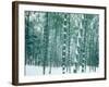 Bamboo Forest in Snow, Nishiyama, Kyoto, Japan-null-Framed Photographic Print