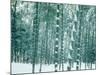 Bamboo Forest in Snow, Nishiyama, Kyoto, Japan-null-Mounted Photographic Print