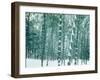 Bamboo Forest in Snow, Nishiyama, Kyoto, Japan-null-Framed Photographic Print