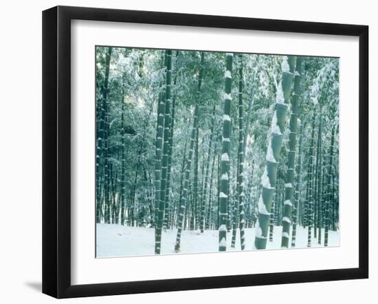 Bamboo Forest in Snow, Nishiyama, Kyoto, Japan-null-Framed Photographic Print