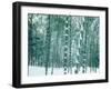 Bamboo Forest in Snow, Nishiyama, Kyoto, Japan-null-Framed Photographic Print