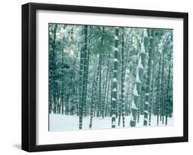 Bamboo Forest in Snow, Nishiyama, Kyoto, Japan-null-Framed Photographic Print