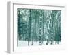 Bamboo Forest in Snow, Nishiyama, Kyoto, Japan-null-Framed Photographic Print