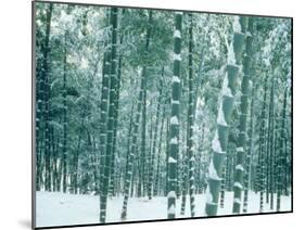 Bamboo Forest in Snow, Nishiyama, Kyoto, Japan-null-Mounted Photographic Print