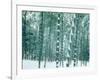 Bamboo Forest in Snow, Nishiyama, Kyoto, Japan-null-Framed Photographic Print