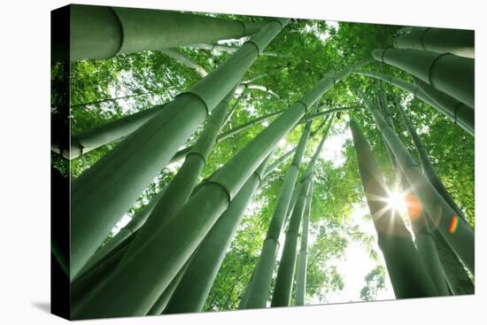 Bamboo Forest in the Morning-Liang Zhang-Stretched Canvas