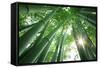 Bamboo Forest in the Morning-Liang Zhang-Framed Stretched Canvas