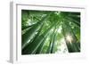 Bamboo Forest in the Morning-Liang Zhang-Framed Photographic Print