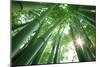Bamboo Forest in the Morning-Liang Zhang-Mounted Photographic Print