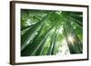 Bamboo Forest in the Morning-Liang Zhang-Framed Photographic Print