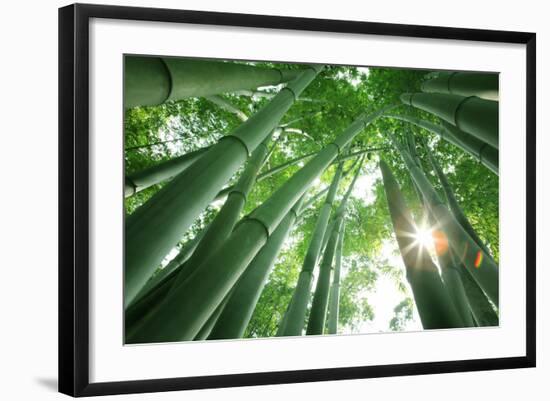 Bamboo Forest in the Morning-Liang Zhang-Framed Photographic Print