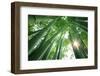 Bamboo Forest in the Morning-Liang Zhang-Framed Photographic Print