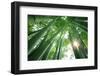 Bamboo Forest in the Morning-Liang Zhang-Framed Photographic Print