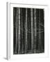 Bamboo Forest, Japan, 1970-Brett Weston-Framed Photographic Print