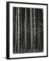 Bamboo Forest, Japan, 1970-Brett Weston-Framed Photographic Print