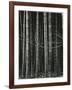 Bamboo Forest, Japan, 1970-Brett Weston-Framed Photographic Print