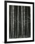 Bamboo Forest, Japan, 1970-Brett Weston-Framed Photographic Print