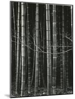 Bamboo Forest, Japan, 1970-Brett Weston-Mounted Photographic Print