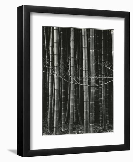 Bamboo Forest, Japan, 1970-Brett Weston-Framed Premium Photographic Print