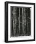 Bamboo Forest, Japan, 1970-Brett Weston-Framed Premium Photographic Print