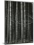 Bamboo Forest, Japan, 1970-Brett Weston-Mounted Premium Photographic Print