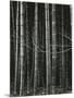 Bamboo Forest, Japan, 1970-Brett Weston-Mounted Photographic Print