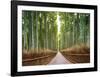 Bamboo Forest, Kyoto, Japan-Pangea Images-Framed Giclee Print