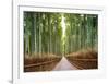 Bamboo Forest, Kyoto, Japan-Pangea Images-Framed Giclee Print