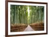 Bamboo Forest, Kyoto, Japan-Pangea Images-Framed Giclee Print