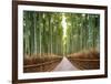 Bamboo Forest, Kyoto, Japan-Pangea Images-Framed Giclee Print