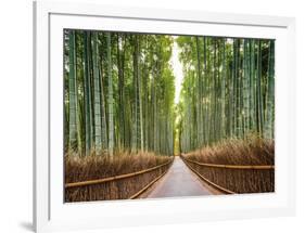 Bamboo Forest, Kyoto, Japan-Pangea Images-Framed Giclee Print