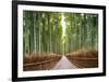 Bamboo Forest, Kyoto, Japan-Pangea Images-Framed Giclee Print