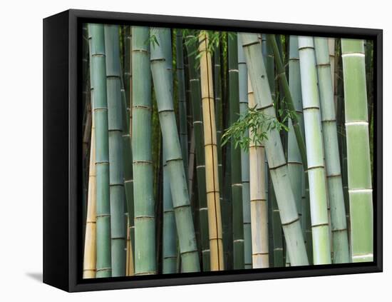 Bamboo Forest, Kyoto, Japan-Rob Tilley-Framed Stretched Canvas