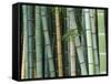 Bamboo Forest, Kyoto, Japan-Rob Tilley-Framed Stretched Canvas