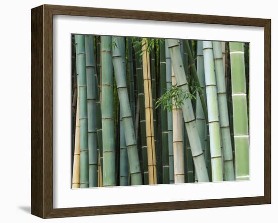 Bamboo Forest, Kyoto, Japan-Rob Tilley-Framed Photographic Print