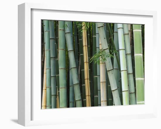 Bamboo Forest, Kyoto, Japan-Rob Tilley-Framed Photographic Print