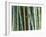 Bamboo Forest, Kyoto, Japan-Rob Tilley-Framed Photographic Print