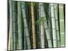 Bamboo Forest, Kyoto, Japan-Rob Tilley-Mounted Photographic Print