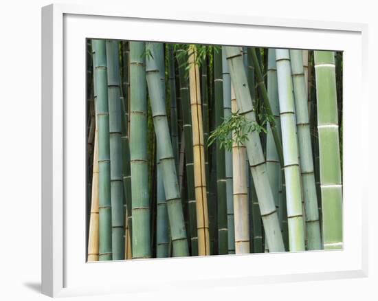 Bamboo Forest, Kyoto, Japan-Rob Tilley-Framed Photographic Print