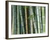 Bamboo Forest, Kyoto, Japan-Rob Tilley-Framed Photographic Print