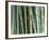 Bamboo Forest, Kyoto, Japan-Rob Tilley-Framed Photographic Print