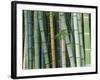 Bamboo Forest, Kyoto, Japan-Rob Tilley-Framed Photographic Print