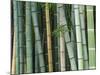 Bamboo Forest, Kyoto, Japan-Rob Tilley-Mounted Photographic Print