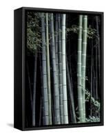Bamboo Forest, Kyoto, Japan-Dave Bartruff-Framed Stretched Canvas