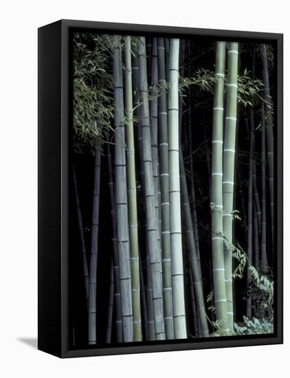 Bamboo Forest, Kyoto, Japan-Dave Bartruff-Framed Stretched Canvas