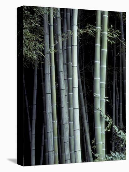 Bamboo Forest, Kyoto, Japan-Dave Bartruff-Stretched Canvas