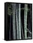 Bamboo Forest, Kyoto, Japan-Dave Bartruff-Framed Stretched Canvas