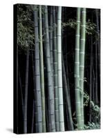 Bamboo Forest, Kyoto, Japan-Dave Bartruff-Stretched Canvas