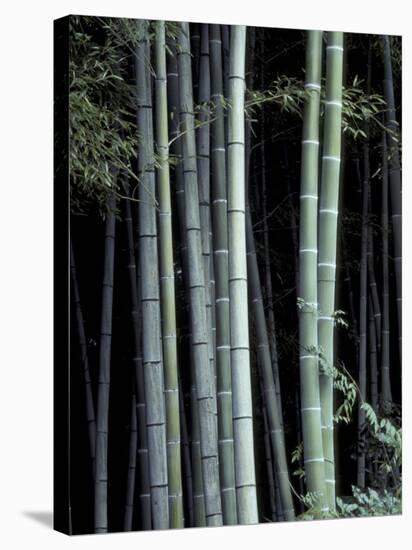 Bamboo Forest, Kyoto, Japan-Dave Bartruff-Stretched Canvas